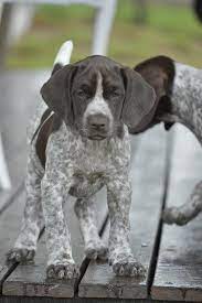 German shorthaired pointer puppies redding ca. German Shorthaired Pointer Puppy Huntpro Wirelessza Co Za German Shorthaired Pointer Puppy Dog Pond German Shorthaired Pointer