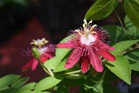 Lady Margaret Passion Flower Passionvine Passion Flower Butterfly Plants Flowers