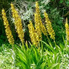 Image result for Wachendorfia