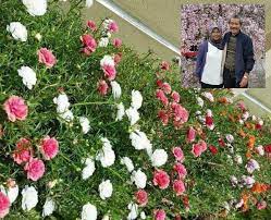 Cara cara penjagaan bunga rose biasa dan bunga rose jepun mp3 duration 6:52 size 15.72 mb / halamanrumah chennel 17. Laman Penuh Ros Jepun Suami Isteri Ni Tanam Jaga Sama Sama Sweet Sangat Keluarga