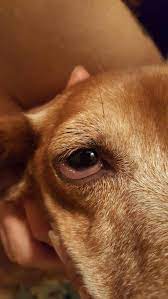 Dog Suddenly Had Eye Swollen And Protruding Petcoach