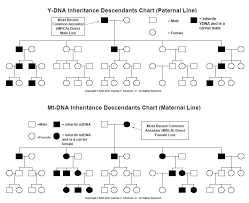Genetic Inheritance Chart Dna And Mtdna Inheritance