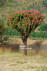Image result for Euphorbia candelabrum