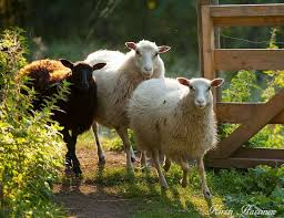 Untitled Schafe Ausgestopftes Tier Bauernhof Tiere