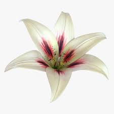 Lily Flower 3d Model Ad Lily Flower Model Lily Flower Flower Model Icon Design Inspiration