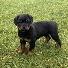 Rottweiler Puppies for sale