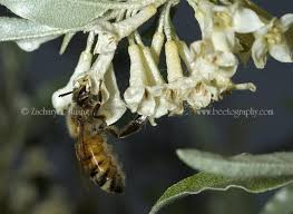 As bees are not particularly fond of olive flowers, they do not typically play a large role in the olive orchard. Spring Flower 25 Autumn Olive Bee The Best