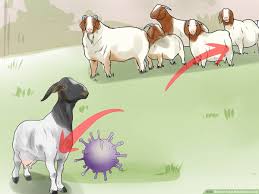 We did not find results for: How To Treat Mastitis In A Goat 11 Steps With Pictures