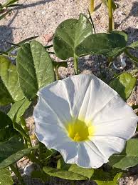 Image result for Ipomoea stolonifera