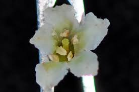 Image result for Maesa lanceolata