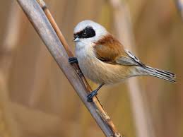 Image result for Porodisculus pendulus