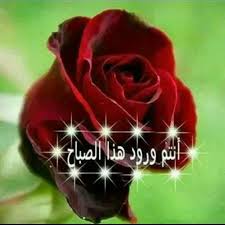 انتم ورد هذا الصباح rose flowers culture