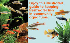 Community Fish (CompanionHouse Books) Choosing Starter Freshwater Fish, Aquarium Setup, Feeding, Breeding, Compatibility, Peaceful Species, Aquascaping, Water Quality, Health Care, and More: Peter Hiscock: 0023863085847: Amazon.com: Books