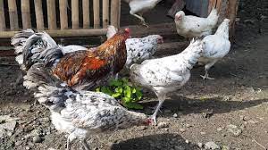 Check spelling or type a new query. 10 Butir Telur Fertil Ayam Kampung Sensi 1 Shopee Indonesia