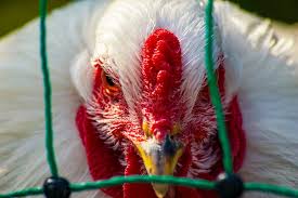 Russia has reported the first case of a bird flu strain, h5n8, being passed from poultry to humans. Highly Pathogenic H5n8 Bird Flu Virus Outbreak Reported In Germany The Filipino Times