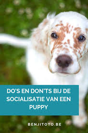Pin Op Honden