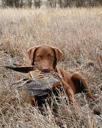 This short history of vizsla rescue of texas (vrt) is being presented to introduce and clarify any confusion about our newly formed 501(c)(3) vizsla rescue in texas. Vizsla Puppies Indiana Perfectmypets