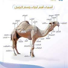 الجمال الابل الجمل العالمية للأدوية البيطرية