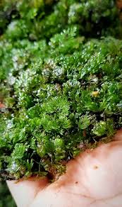 Image result for Crepidomanes mannii