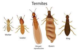 What Do Termites Look Like Types Of Termites Termite Control Types Of Termites Termites