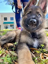 Louis, missouri has german shepherd puppies for sale! The German Shepherd Dog Community Home Facebook