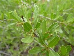 Image result for Gymnosporia