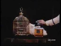 Pub Coco Chanel Avec Vanessa Paradis Vanessa Paradis Bird In A Cage Vanessa