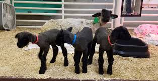 Treating Pregnancy Toxemia A Major Disease Of Sheep Oklahoma State University