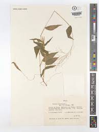 Image result for Panicum brevifolium