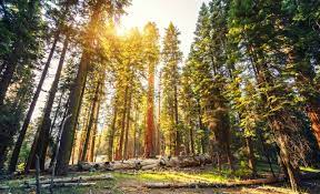 All sites feature 30a electric, water and sewer. Rv Camping In Redwood National Park Cruise America