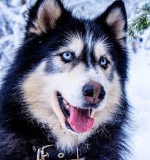 100 Of The Most Hypnotic Blue Eyed Dog Names Updated 2021
