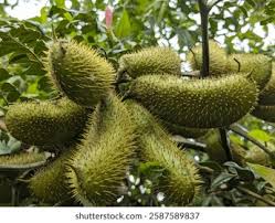 Image result for Guilandina bonduc