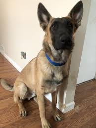 Check spelling or type a new query. German Shepherd Puppies For Sale Southgate Mi 286707