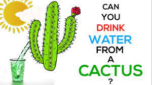 You do not say where you live. Can You Drink Water From A Cactus Youtube