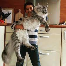 Ciri yang menonjol pada kucing maine coon adalah di ukuran badannya yang cukup besar dan panjang, mengenai ukurannya kucing maine coon memiliki panjang badan kurang lebih 1. Tips Menjaga Kucing Maine Coon 1 Kucingimport Com Facebook