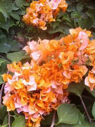 Plant database entry for bougainvillea 'california gold' with 4 images and 24 data details. Bougainvillea California Gold 150mm Dawsons Garden World