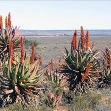 Image result for Aloe komatiensis