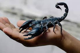 Scorpio Zodiac Sign Correspondences Scorpio Personality Scorpio Symbol Scorpio Mythology And Scorpio Meaning Scorpion Scorpio Symbol Scorpio Personality