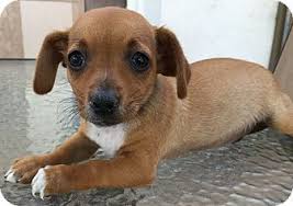 We did not find results for: Santa Ana Ca Dachshund Jack Russell Terrier Mix Meet Manny A Puppy For Adoption Puppy Adoption Dachshund Mix Dachshund Adoption
