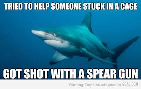 Misunderstood Shark Shark Week Memes Misunderstood Shark Shark Meme