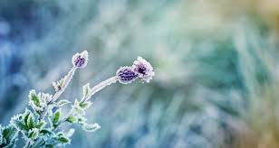 C'est grâce à trois hommes que l'histoire de jardiland commence : Yf1ijj5fx2bk6m