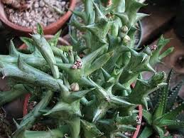 Image result for Orbea schweinfurthii