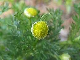 Image result for Dicoma arenaria