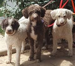Es ist eine rasse, die außerhalb spaniens wenig zu sehen ist. Auf Den Hund Gekommen