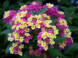 Pin By Beth Kearns On My Favorite Flowers Gardens Lantana Camara Trees To Plant Lantana