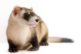 black footed ferret national geographic