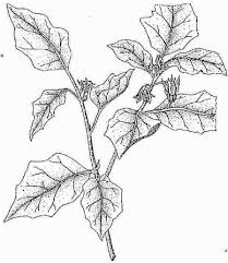 Considered a fruit, but cooked as a vegetable, there has been some debate on the classification of garden egg eggplants, with some experts believing it belongs to solanum. 7 Eggplant Garden Egg Lost Crops Of Africa Volume Ii Vegetables The National Academies Press