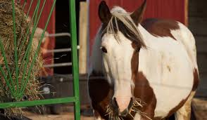 Apha Horse Colors Helpful Hints