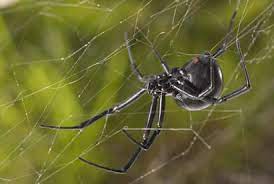 There are however more options in wuhan where this virus could have originated from. E Fauna Bc Spiders