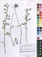 Image result for Indigofera lupatana